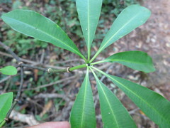 Alstonia boonei