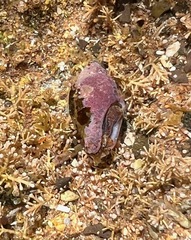 Neogastropoda