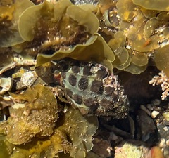 Tenguella marginalba