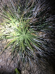 Hechtia texensis