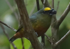 Euphonia gouldi