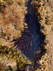 Heliocidaris tuberculata