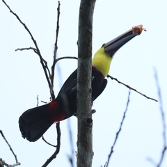 Ramphastos ambiguus