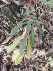 Daphne mezereum