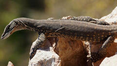 Varanus gouldii