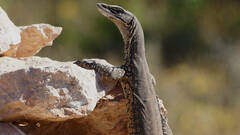 Varanus gouldii