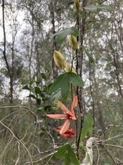Passiflora aurantia