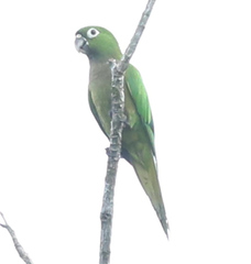 Eupsittula nana