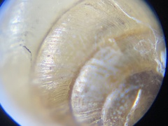 Euconulidae