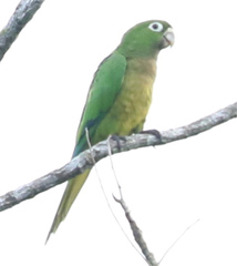 Eupsittula nana
