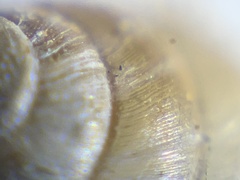 Euconulidae