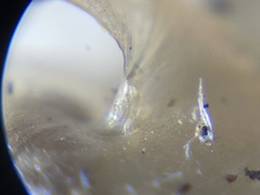Euconulidae