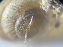 Euconulidae
