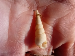 Turritellidae