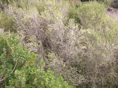 Olea