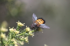 Paradejeania rutilioides