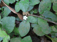 Geophila