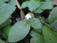 Geophila