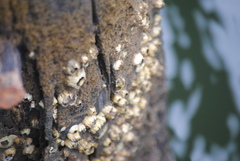 Amphibalanus improvisus