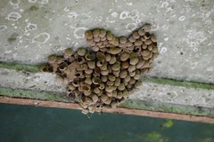 Omicroides singularis