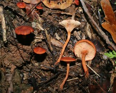 Lactarius strigosipes