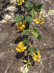 Berberis