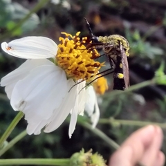 Lepidophora lepidocera