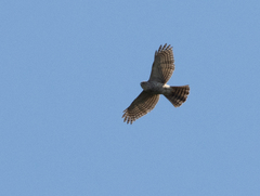Accipiter francesiae