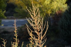Verbascum pulverulentum