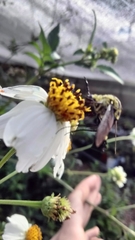 Lepidophora lepidocera