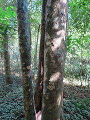 Strombosia pustulata