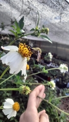 Lepidophora lepidocera