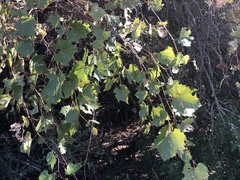 Vitis arizonica