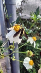 Lepidophora lepidocera