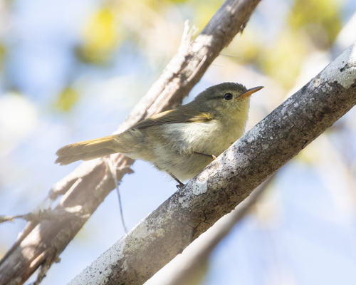 Cryptic Warbler (Cryptosylvicola randrianasoloi), photo 8