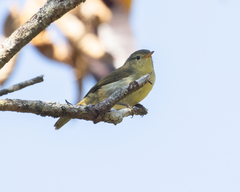 Cryptosylvicola randrianasoloi