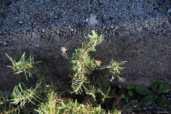 Plantago sempervirens
