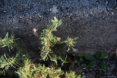 Plantago sempervirens