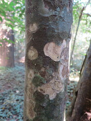 Strombosia pustulata