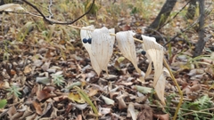 Polygonatum multiflorum