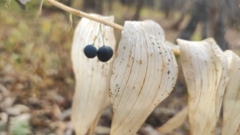 Polygonatum multiflorum