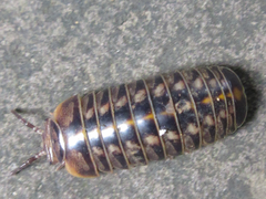 Glomeridae