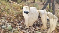 Polygonatum multiflorum