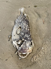 Dicotylichthys punctulatus