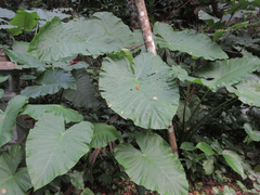 Alocasia