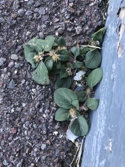 Alternanthera pungens