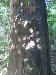 Copaifera salikounda