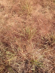 Eragrostis spectabilis