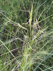 Austrostipa mollis