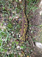 Triturus marmoratus